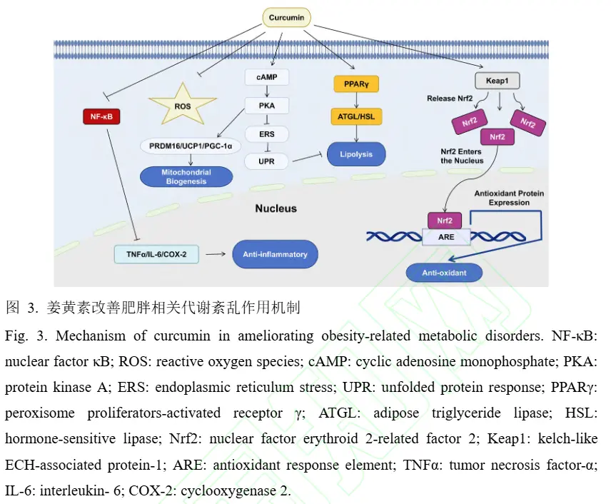Curcumin for weight loss Curcumin for weight loss