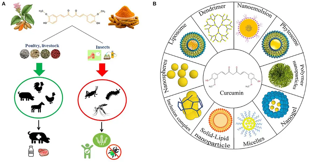 Curcumin in Animal Husbandry