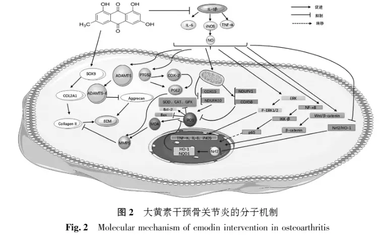 Effects of Emodin on Osteoarthritis