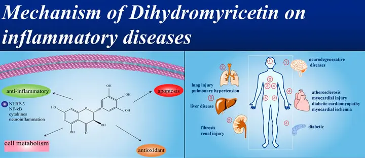 Anti-inflammatory effects of dihydromyricetin Anti-inflammatory effects of dihydromyricetin