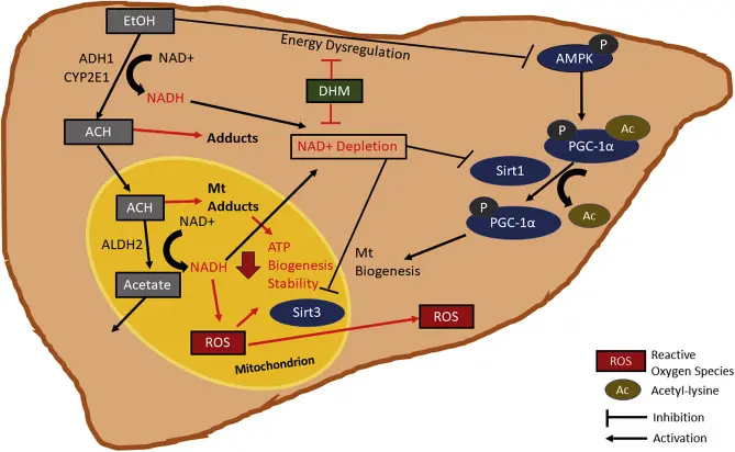 How does DHM Work?