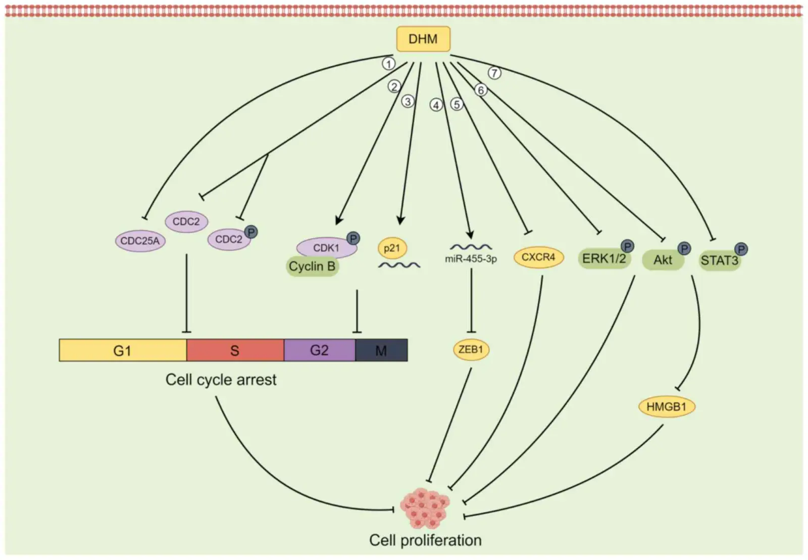 Anti-inflammatory Effects  Anti-inflammatory Effects