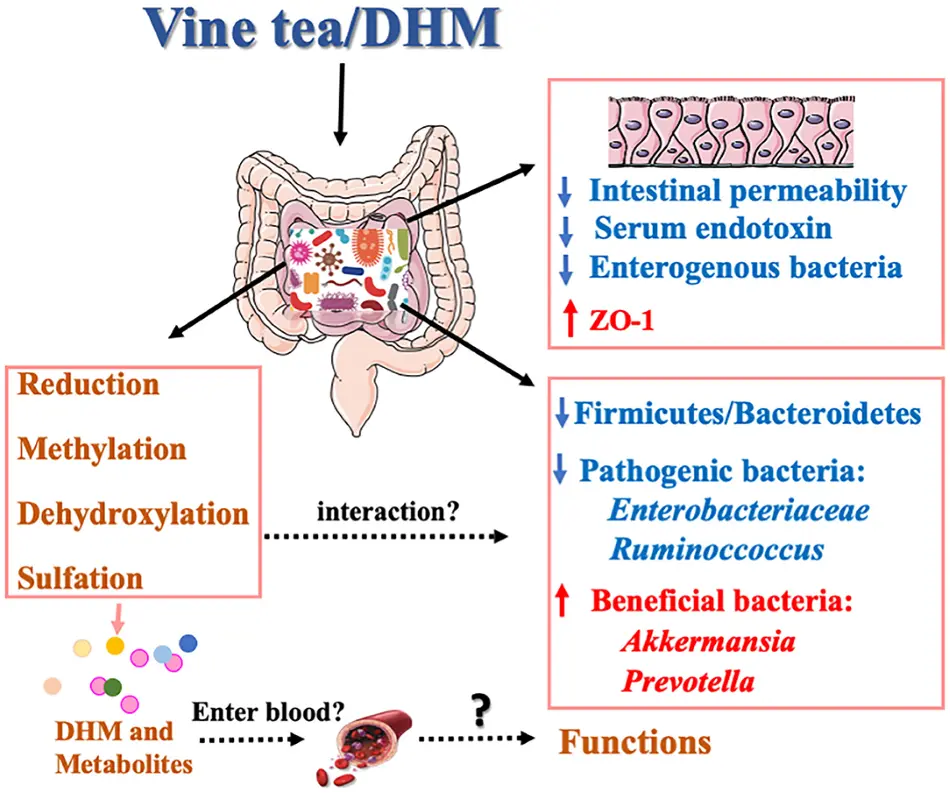 Health Food and Health Products  Health Food and Health Products
