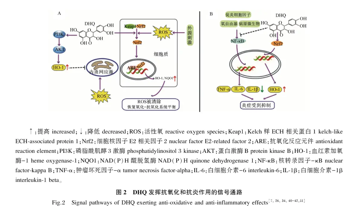 Dihydroquercetin in Livestock and Poultry Production