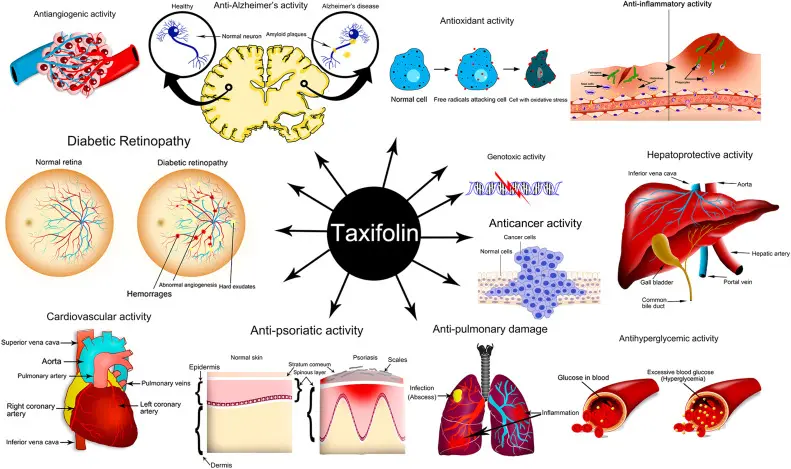 Dihydroquercetin Benefits