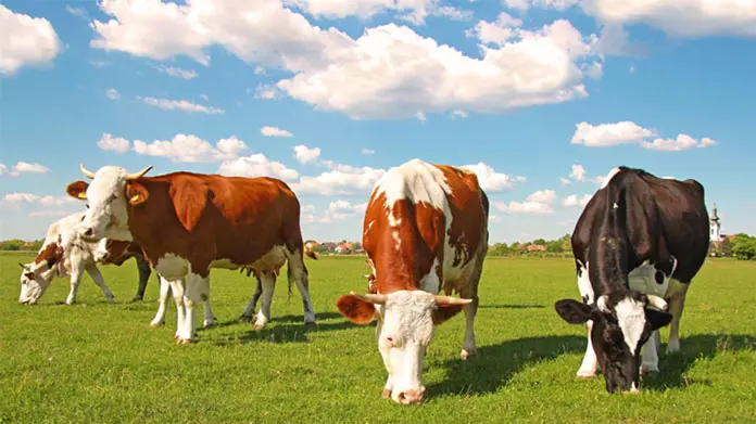 Agriculture and Animal Husbandry Agriculture and Animal Husbandry