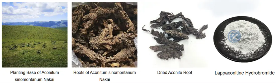 Aconite Root Extract-Lapconitol Hydrobromide Manufacturer
