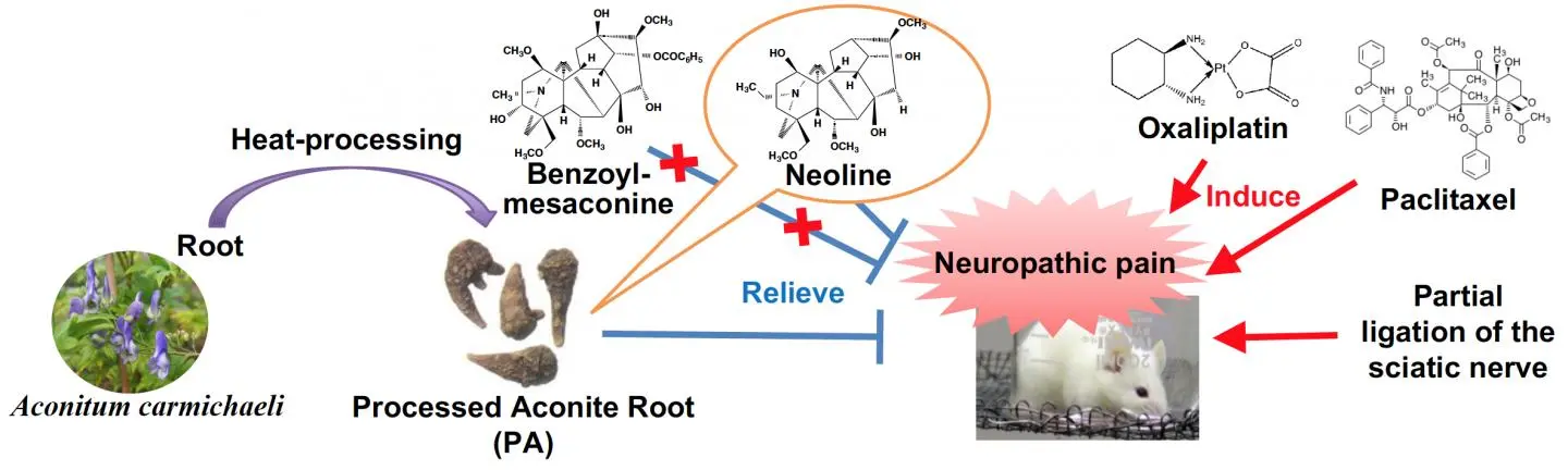 Aconite root against Peripheral neuropathic pain Aconite root against Peripheral neuropathic pain