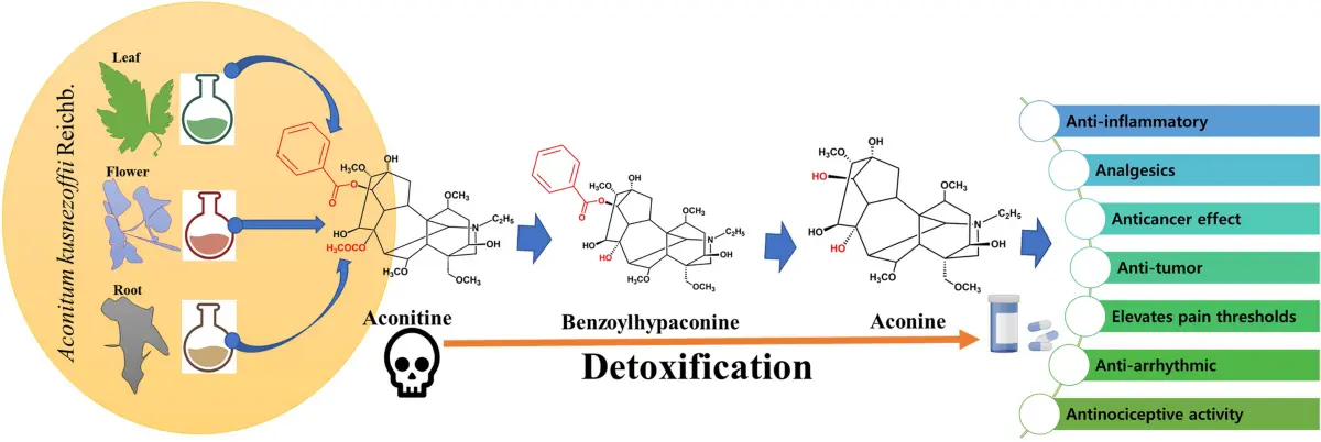 Lappaconite Hydrobromide Mechanism of Action