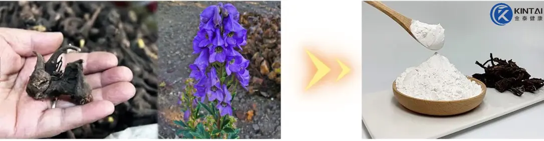 KINTAI Aconite Extract KINTAI Aconite Extract
