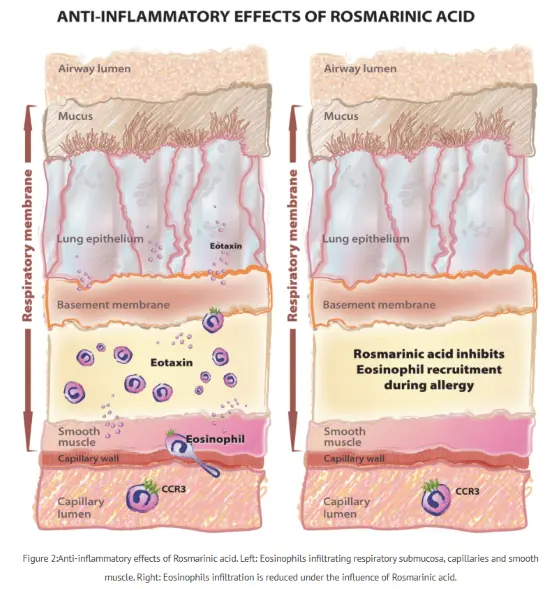 Rosmarinic Acid in Anti-inflammatory