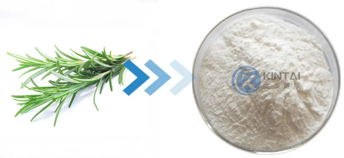 KINTAI Rosmarinic Acid