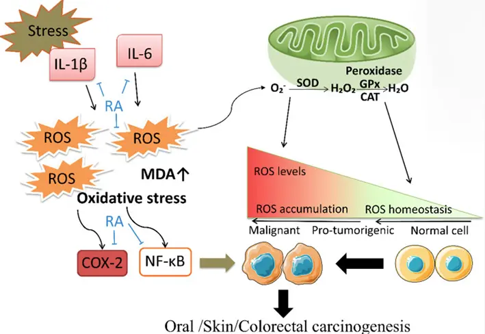 Prevention of Rosmarinic Acid in Tumorigenesis