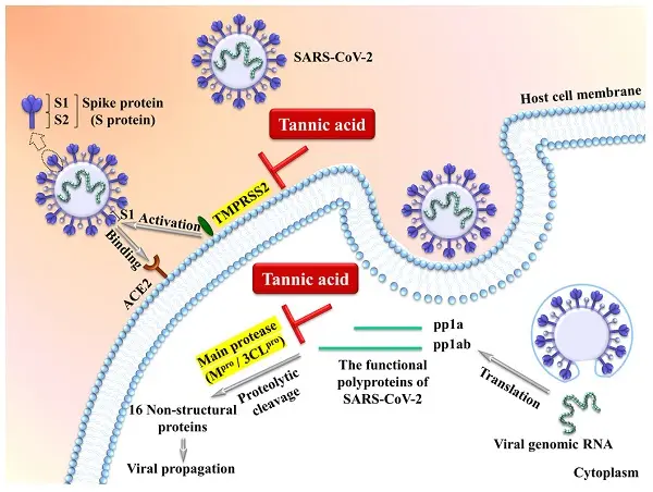Broad-Spectrum Antibacterial and Antiviral Effects Broad-Spectrum Antibacterial and Antiviral Effects