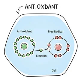 Antioxidant effect Antioxidant effect