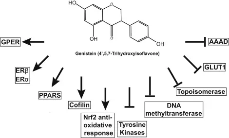 Genistein
