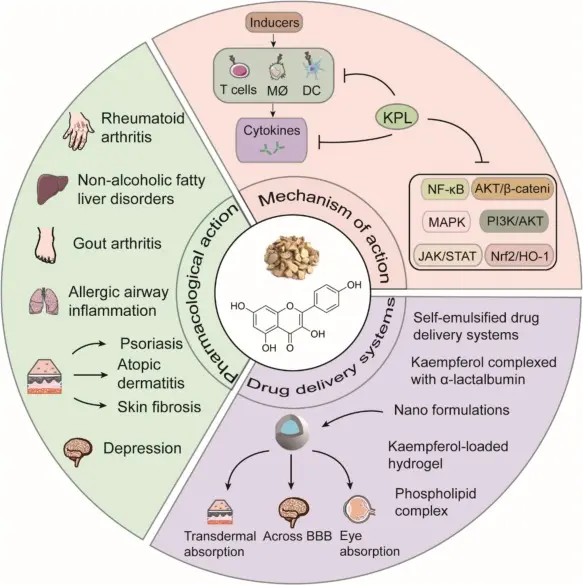 benefits of Kaempferol
