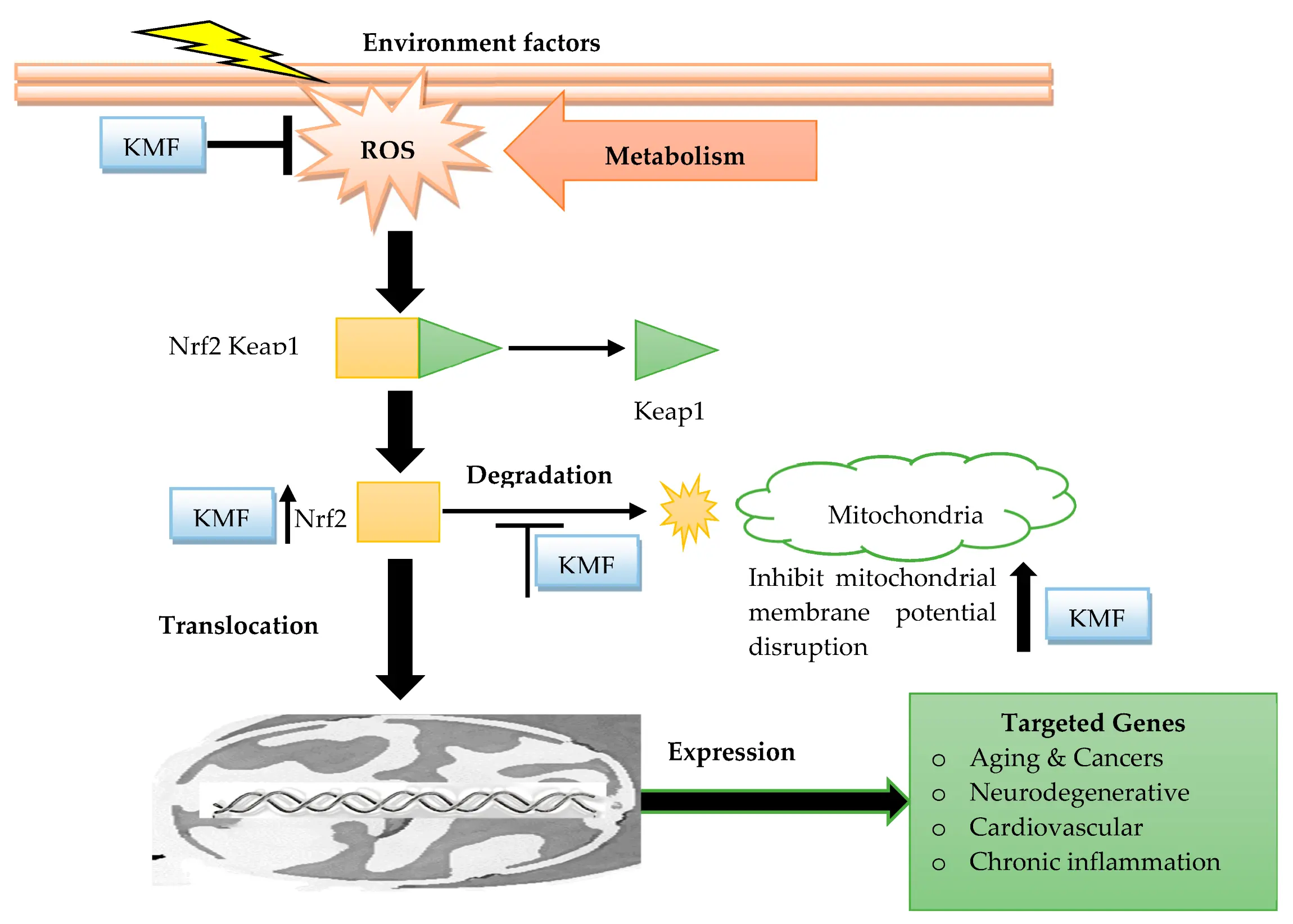 Kaempferol Benefits for Skin