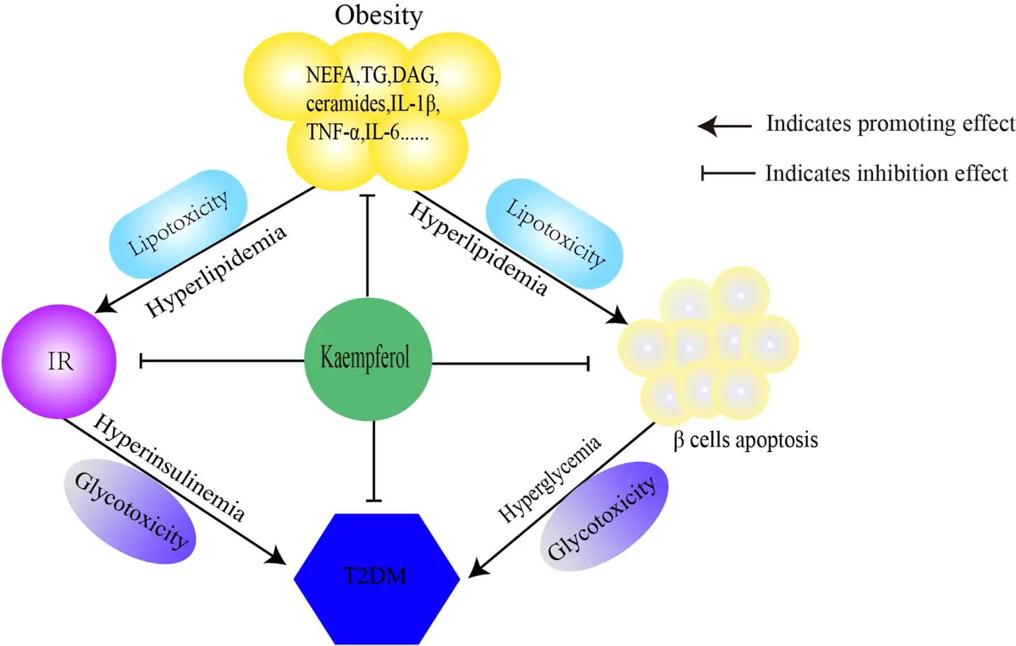 Kaempferol Benefits