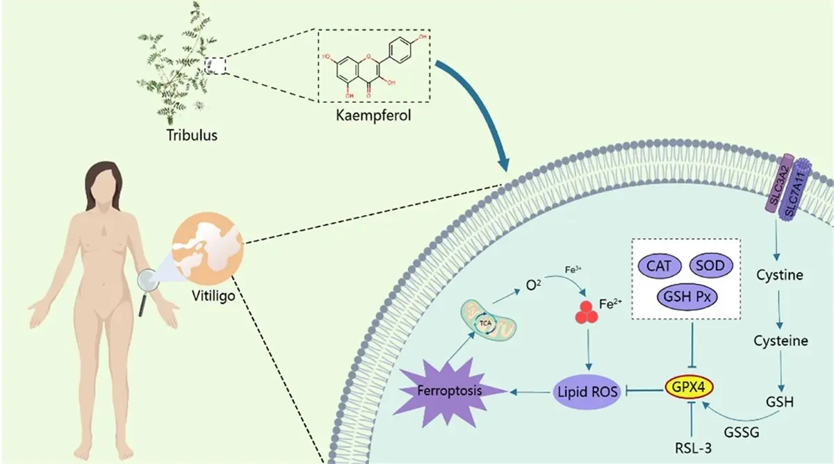  the mechanism for Kaempferol improving melanocyte death