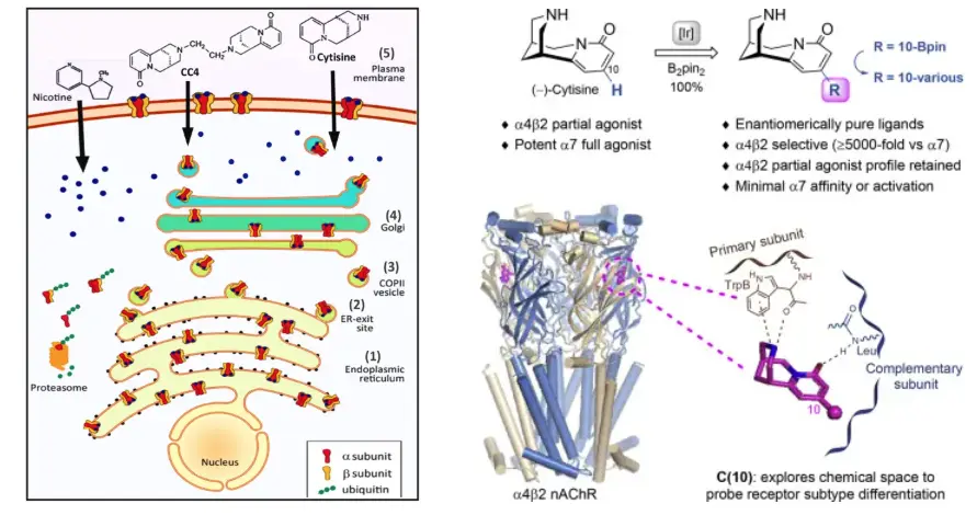 How does Cytisine work to stop smoking?