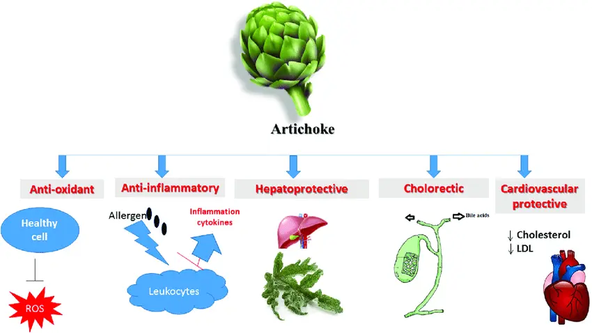 Artichoke Extract help liver