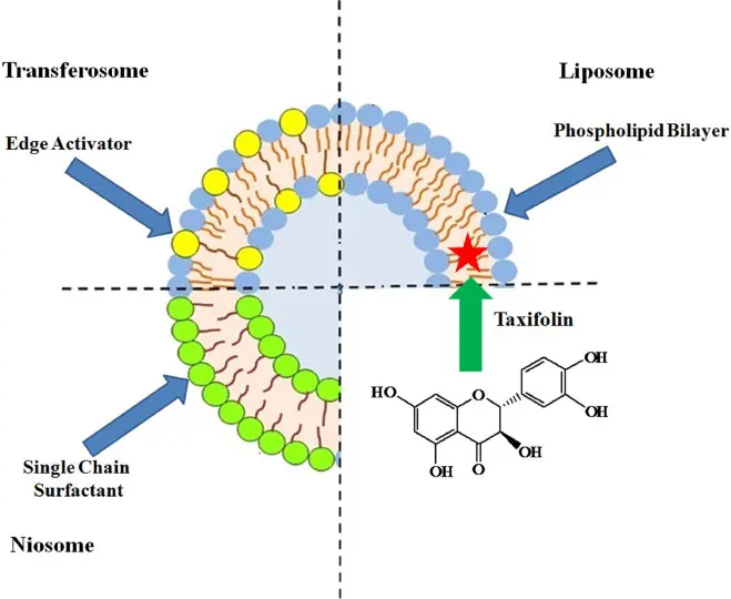 DHQ dihydroquercetin benefits