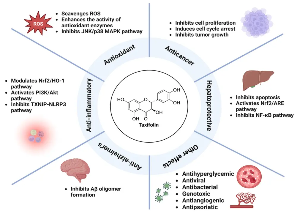 Benefits of Taxifolin Benefits of Taxifolin