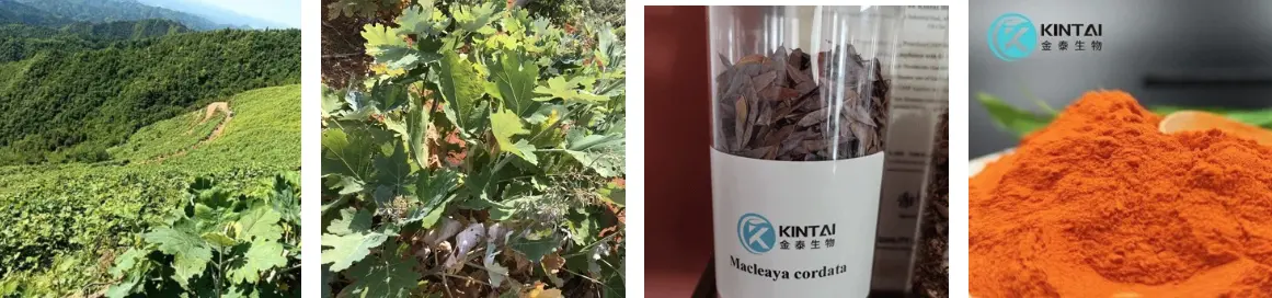 Macleaya cordata extract Powder Manufacturer