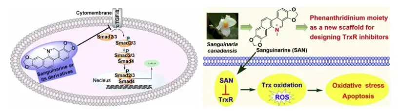 Sanguinarine mechanism of action