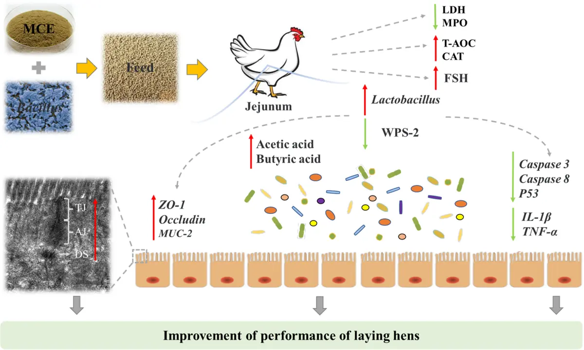 Effects of Macleaya Cordata Extract on Broiler Chicken Effects of Macleaya Cordata Extract on Broiler Chicken