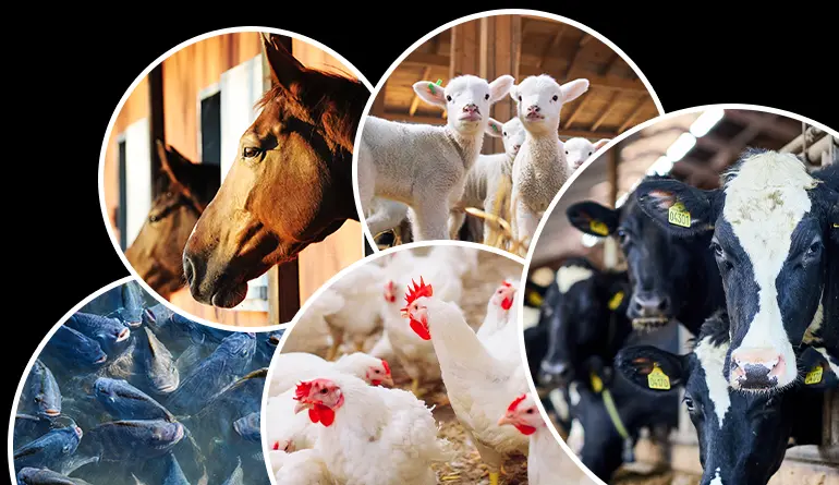 Macleaya Cordata Extract in Animal Feed Additives