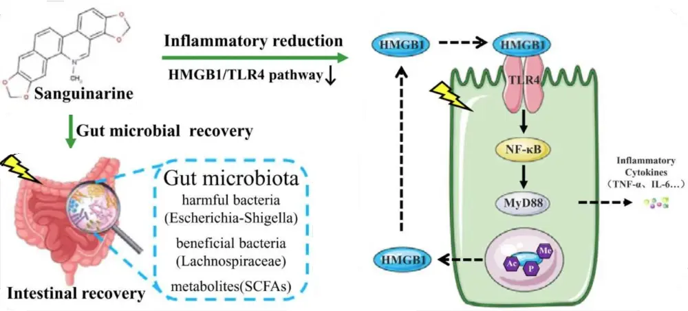 Safty of Macleaya Cordata Extract Safty of Macleaya Cordata Extract