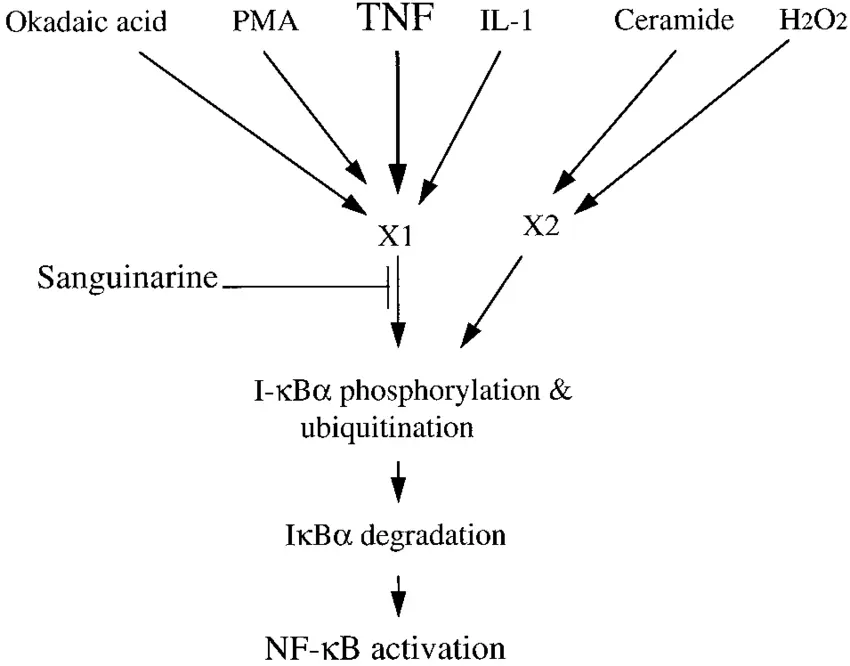 Sanguinarine mechanism of action Sanguinarine mechanism of action