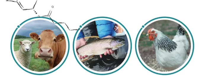 Animal Feed Additives