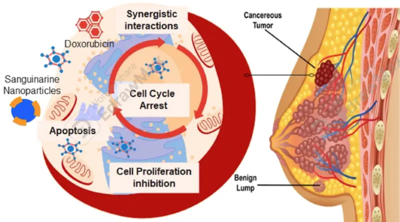 Sanguinarine for cancer