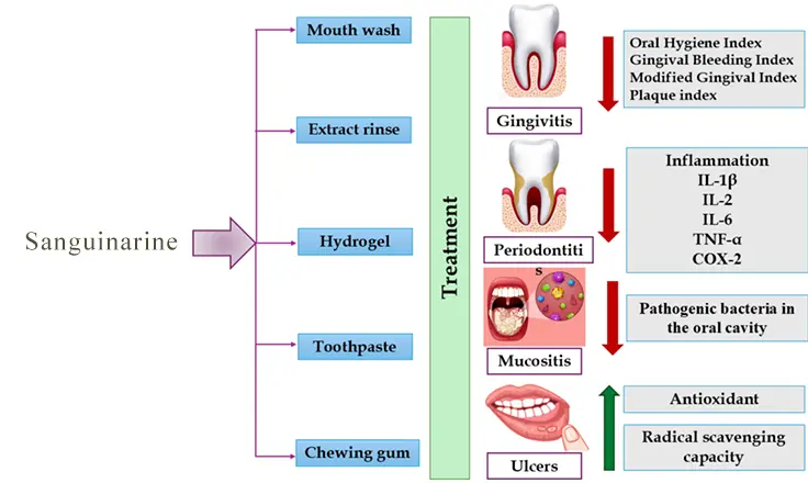 sanguinarine work in the oral cavity sanguinarine work in the oral cavity