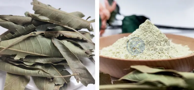 Raw material of Mangiferin Powder