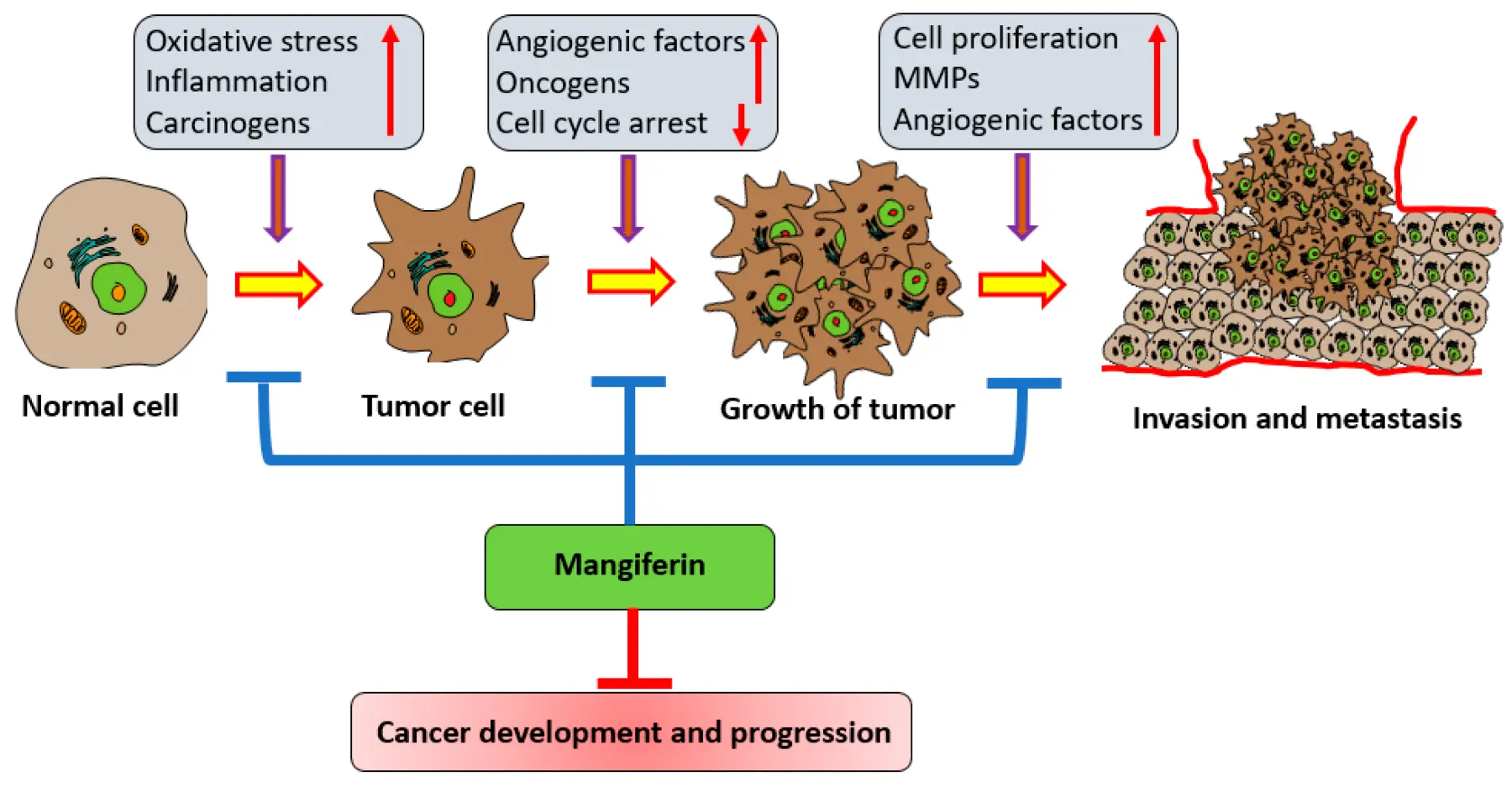 Mangiferin Potential Anticancer Properties Mangiferin Potential Anticancer Properties