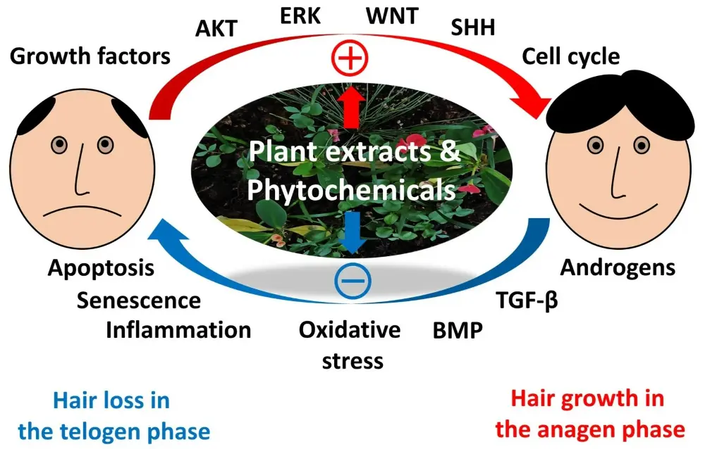 Mango Leaf Extract for Hair Growth