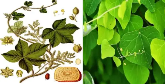 Stephania tetrandra Stephania tetrandra