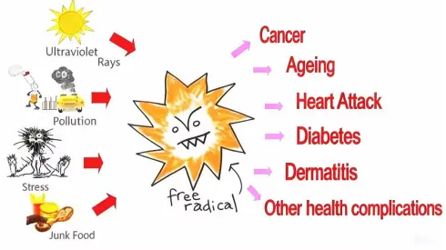 The Functions of Stephania Tetrandra Extract in Skincare The Functions of Stephania Tetrandra Extract in Skincare
