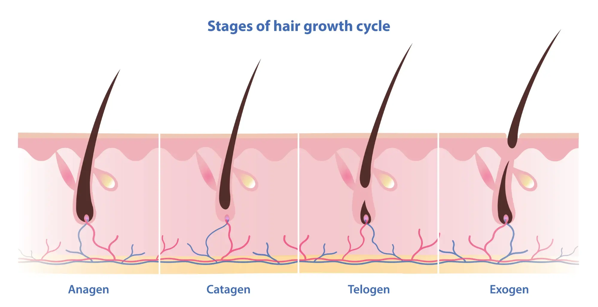 Can Mangiferin Powder help with Hair Growth? Can Mangiferin Powder help with Hair Growth?