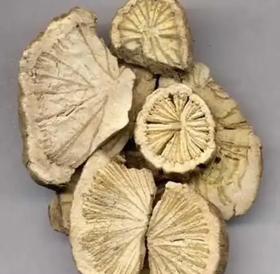 Aristolochia fangchi Aristolochia fangchi