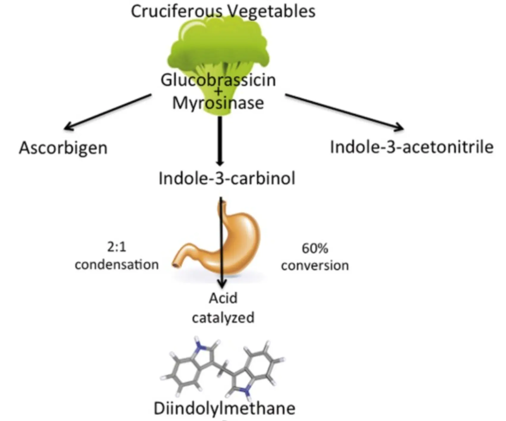 3,3’-Diindolylmethane derived from cruciferous vegetables 3,3’-Diindolylmethane derived from cruciferous vegetables