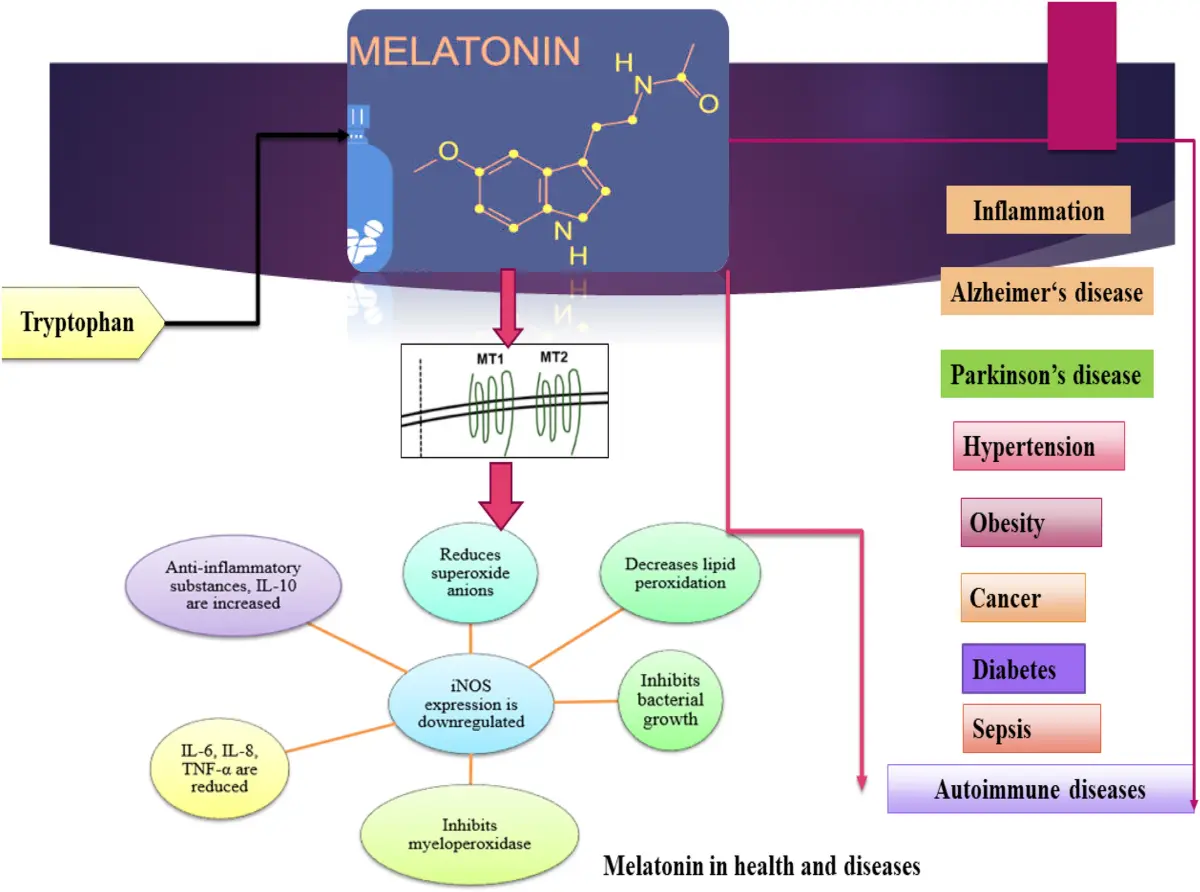 melatonin mechanism of action