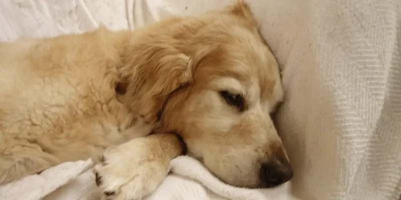 can dogs take melatonin can dogs take melatonin