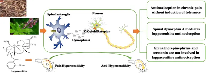 Lappaconitine Hydrobromide Work to Reduce Pain