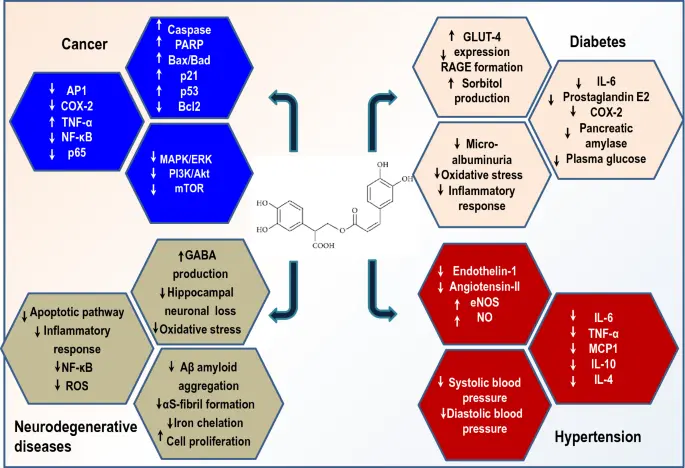 rosmarinic acid rosmarinic acid