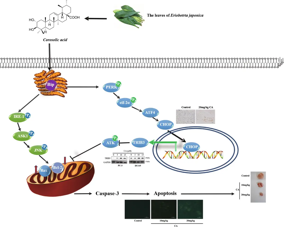 Corosolic Acid Affect Blood Sugar Regulation